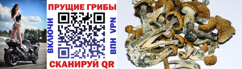 Псилоцибиновые грибы GOLDEN TEACHER  Урюпинск 
